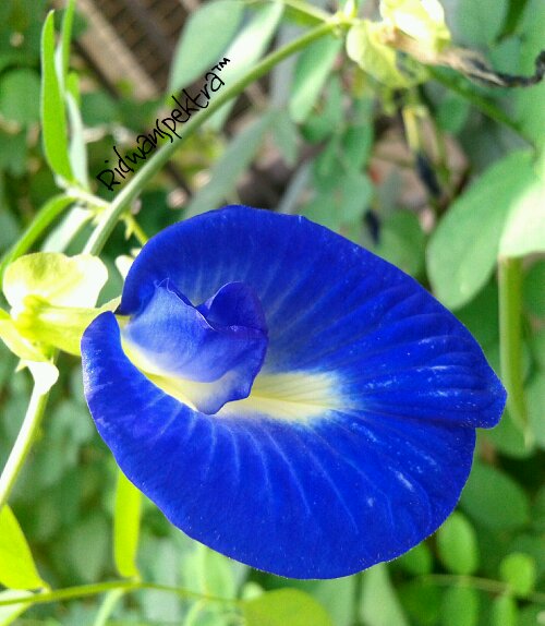  Bunga berwarna Biru Ridwan Spektra
